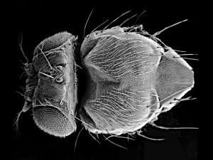 electron microscopy image of Drosophila