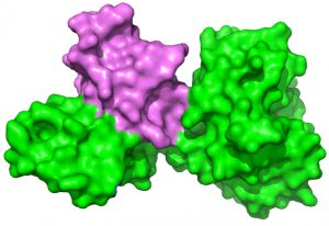 Full length CTP1L protein (green) in complex with truncated C-terminal domain (violet). IMAGE: Rob Meijers