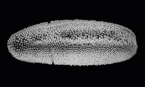 An embryo of the fruit fly Drosophila.