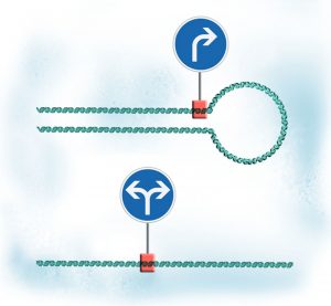 Diagram showing looping DNA