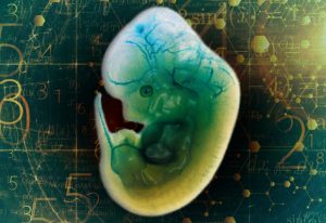 A mouse embryo