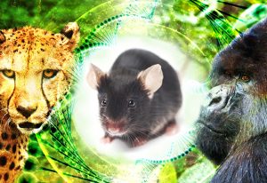 Cheetah, black mouse and gorilla on green background