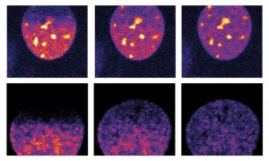 Micropilot detected cells at particular stages of cell division
