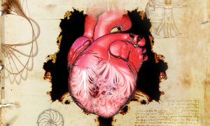 A human heart sits at the centre of the illustration. The left ventricle is see-through, showing patterns of trabeculae. Around the heart are some notes from Leonardo da Vinci.