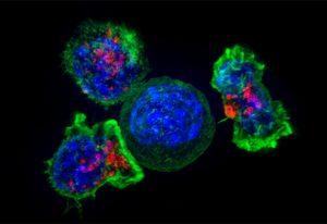 The insights should improve therapies where T-cells (green and red) are modified to attack cancer cells (blue, center). IMAGE: NICHD/J. Lippincott-Schwartz