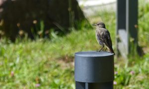 Dark grey bird sitting on a metal lamp post. Grass and rock in the background.