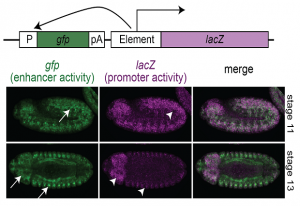 Enhancer activity (green) and promoter activity (purple) in the same regulatory element. IMAGE: EMBL / Eileen Furlong