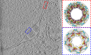 Left: Slice of a cell in grey. Right: Two 3D reconstructions of parts of the slice, showing the internal structure.